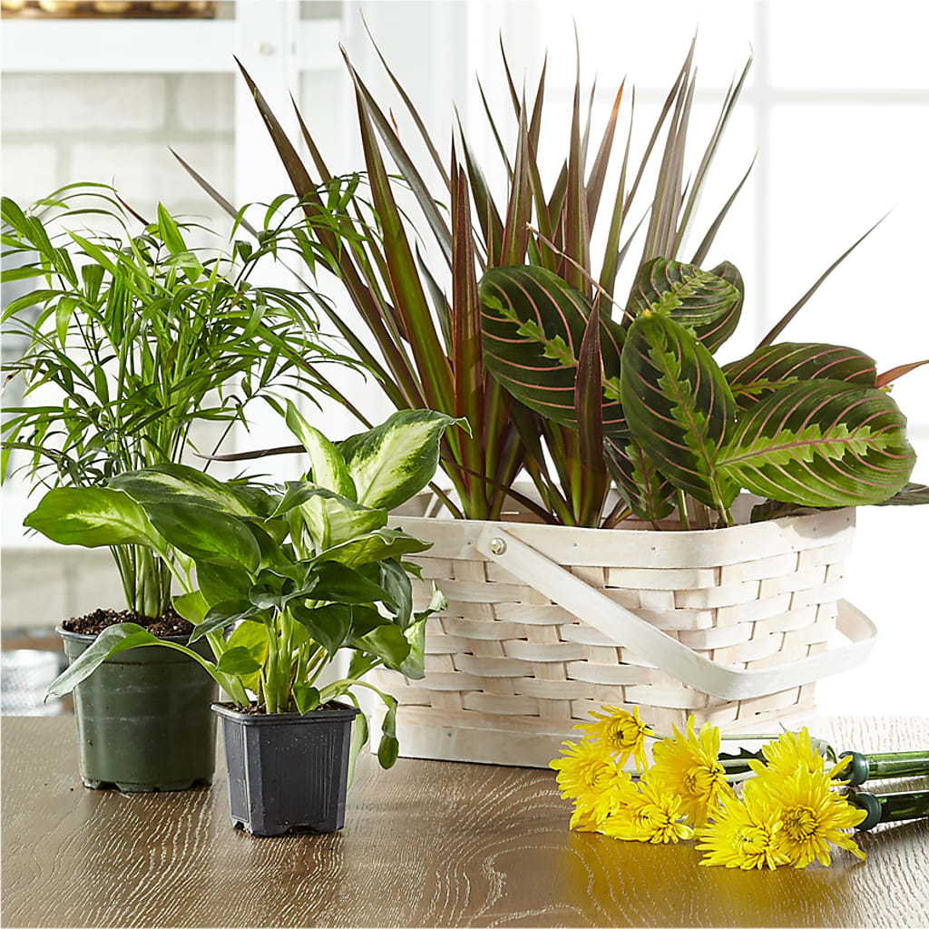 Florist Designed Blooming and Green Plants in a Basket – Corum Flower Shop, Manchester KY
