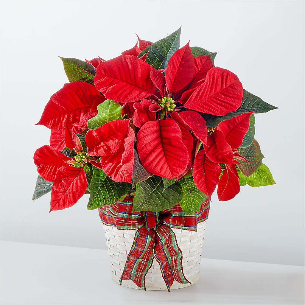 Happiest Holidays Poinsettia – Corum Flower Shop, Manchester KY