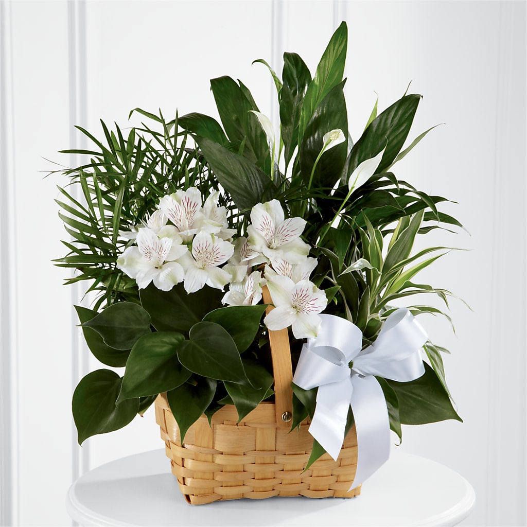 Peace & Serenity Dishgarden – Corum Flower Shop, Manchester KY