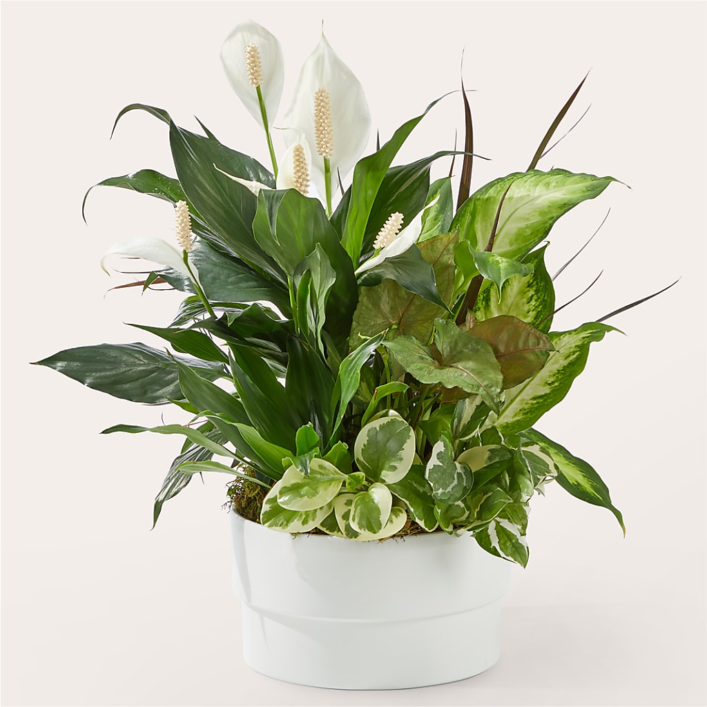 Radiating Positivity Dishgarden – Corum Flower Shop, Manchester KY