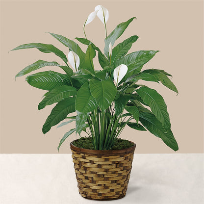 Tranquil Moments Peace Lily Plant –  Corum Flower Shop, Manchester KY