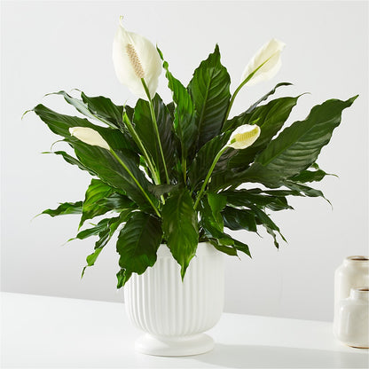 Comfort Planter –  Corum Flower Shop, Manchester KY